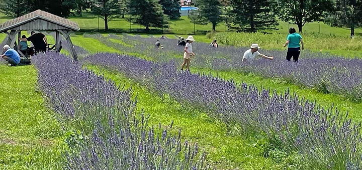 Lavender Blooms In Sherburne; Hillcrest Lavender Farm Welcomes Visitors